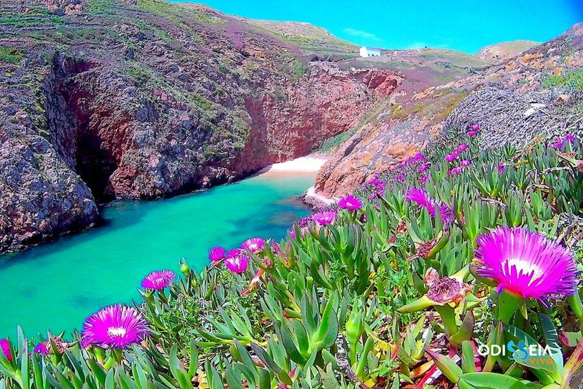 Viagem Ida e Volta à Ilha Berlenga